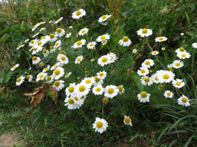 Anthemis cotula